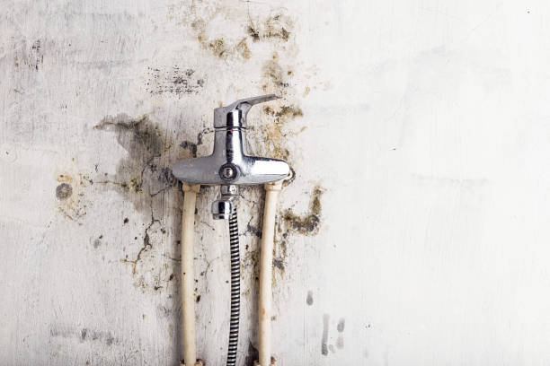 Best Health and Safety Mold Remediation in Pleasure Point, CA