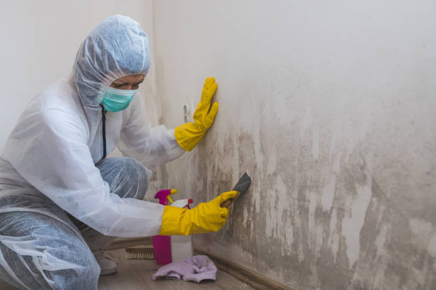 Best Mold Remediation for Specific Building Types in Pleasure Point, CA