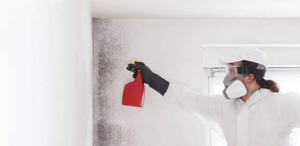Best Crawl Space Mold Remediation in Pleasure Point, CA